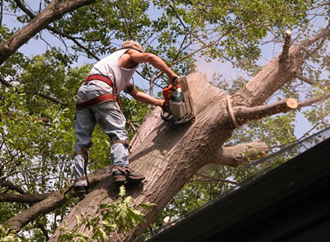 We remove dangerous trees