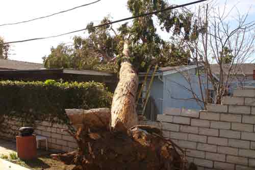 24 hour emergency tree removal service available