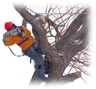 Tree Pruning