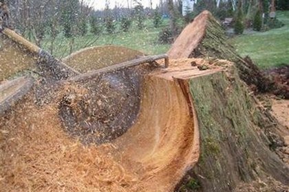 Stump Grinding