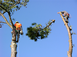 Tree Removal